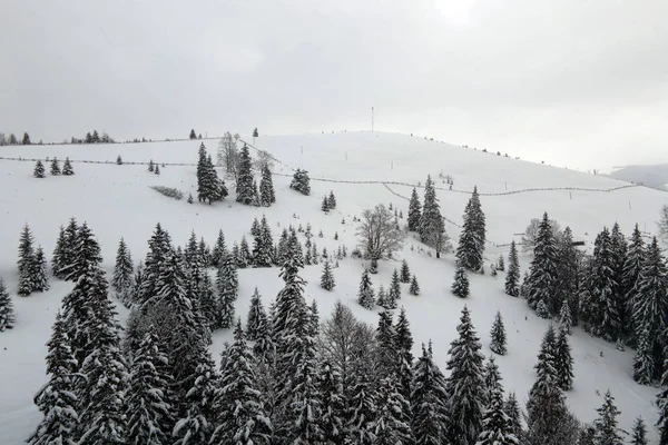 Εναέρια ομιχλώδες τοπίο με αειθαλή πεύκα καλυμμένα με φρέσκο πεσμένο χιόνι μετά από βαριά χιονόπτωση στο χειμερινό ορεινό δάσος το κρύο ήσυχο βράδυ — Φωτογραφία Αρχείου
