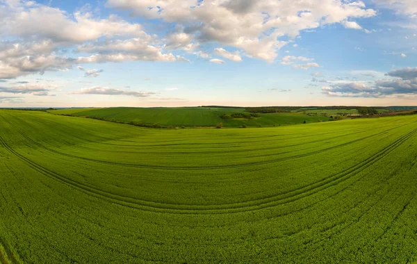 Luftaufnahme von grün bewirtschafteten landwirtschaftlichen Feldern mit wachsenden Pflanzen an hellen Sommertagen — Stockfoto