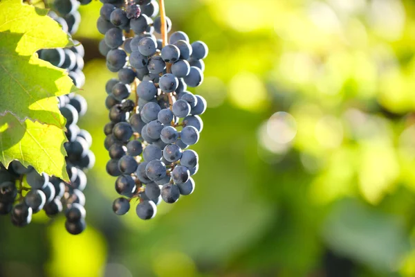 Rama de uva azul que crece en vid en jardín de otoño — Foto de Stock