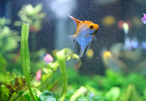 Bunte exotische Fische schwimmen im tiefblauen Aquarium mit grünen tropischen Pflanzen — Stockfoto