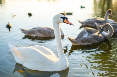 Yazın göl suyunda yüzen beyaz ve gri kuğular