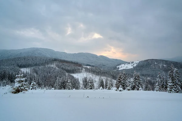 Paesaggio invernale con alberi spruse di foresta innevata in montagne fredde — Foto Stock