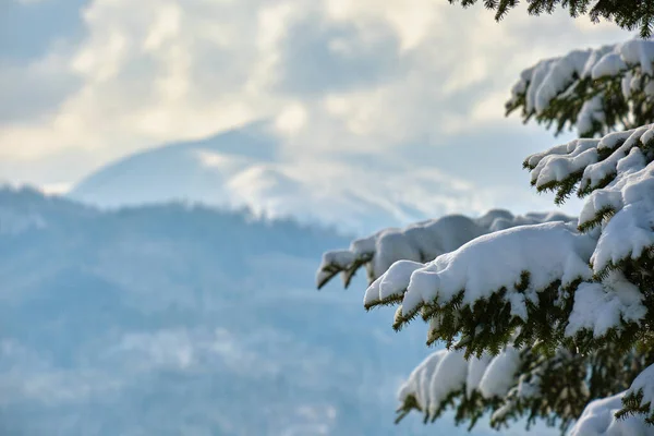 Крупним планом гілки соснового дерева вкриті свіжим опалим снігом в зимовому гірському лісі в холодний яскравий день — стокове фото