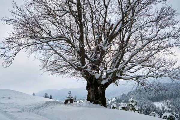 Paesaggio invernale fangoso con albero nudo scuro su coperto con campo di neve fresco caduto in montagne invernali in giornata fredda cupa — Foto Stock