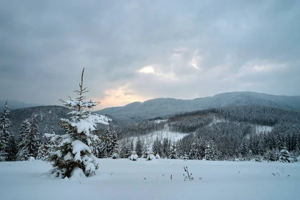 Pine trees covered with fresh fallen snow in winter mountain forest in cold gloomy evening — Stock Photo, Image