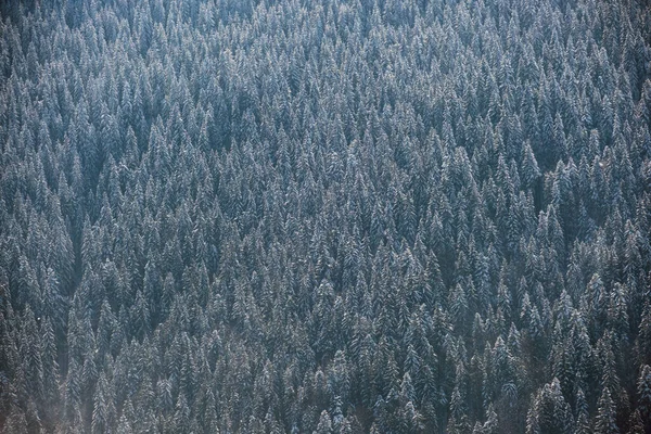 Von oben nach unten Luftaufnahme des schneebedeckten immergrünen Kiefernwaldes nach starkem Schneefall in winterlichen Bergwäldern an kalten, ruhigen Tagen — Stockfoto