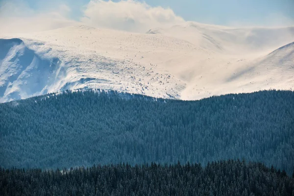 Зимовий пейзаж з високими гірськими пагорбами, вкритими вічнозеленими сосновими лісами після сильного снігопаду в холодний день виноробства — стокове фото