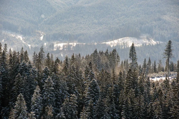 Winterlandschap met lentebomen van besneeuwd bos in koude bergen — Stockfoto