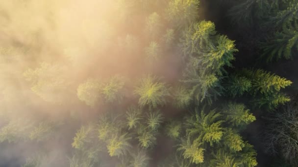 Vue aérienne de paysages étonnants avec des faisceaux lumineux brillants à travers la forêt sombre brumeuse avec des pins au lever du soleil d'automne. Belle forêt sauvage à l'aube — Video