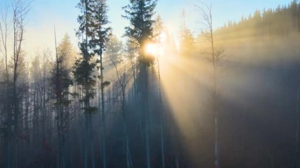 Beautiful scenery with light rays shining through foggy dark woods with evergreen trees in autumn morning. Beautiful wild forest at dawn — Stock Video
