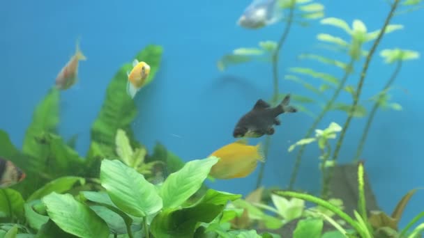 Coloridos peces exóticos nadando en acuario de aguas azules profundas con plantas tropicales verdes — Vídeos de Stock