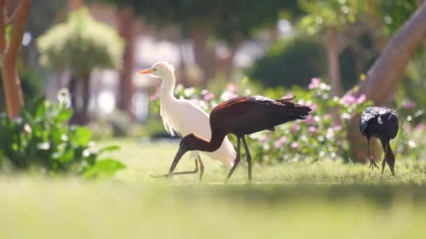 Glanzende ibis wilde vogel, ook bekend als Plegadis falcinellus wandelen op groen gazon in de zomer — Stockvideo