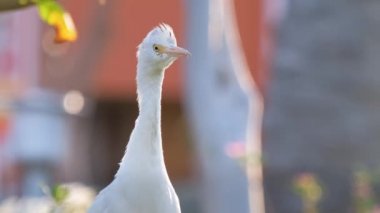 Beyaz sığır balıkçıl kuşu, ayrıca yazın yeşil çimlerde yürüyen Bubulcus Ibis olarak da bilinir.