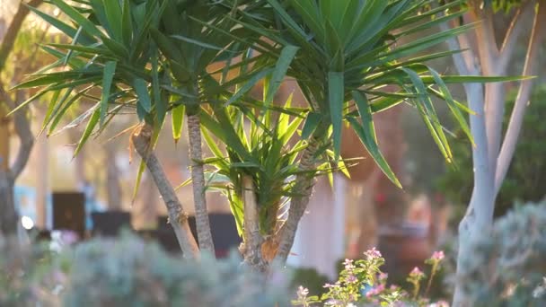 Крупним планом зелені тропічні рослини в літньому саду — стокове відео