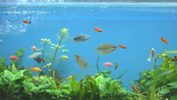 Bunte exotische Fische schwimmen im tiefblauen Aquarium mit grünen tropischen Pflanzen — Stockvideo