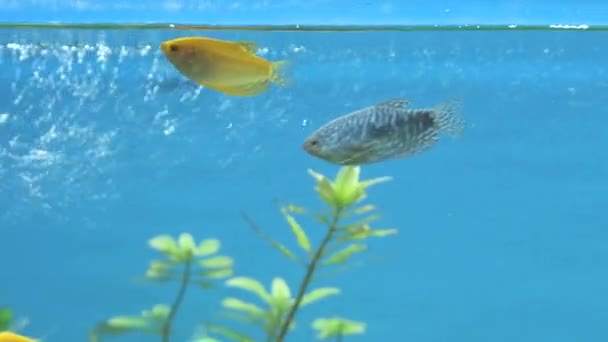 緑の熱帯植物と深い青い水の水族館でカラフルなエキゾチックな魚の水泳 — ストック動画