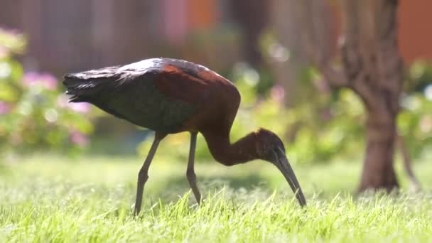 Блестящий ибис дикая птица, также известный как Plegadis falcinellus ходить по зеленой лужайке летом — стоковое видео