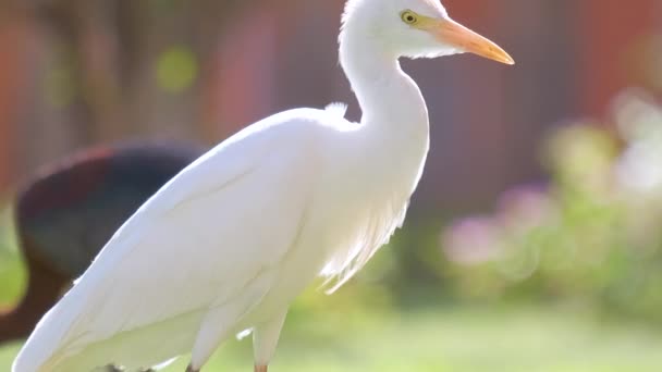 白牛は野鳥を迎え、夏には緑の芝生の上を歩くイビスバブルカスとも呼ばれます。 — ストック動画