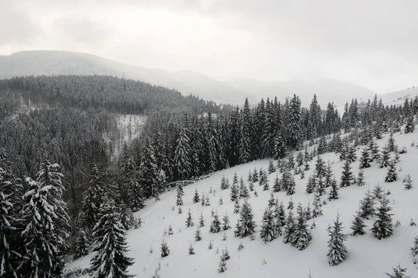 Εναέρια ομιχλώδες τοπίο με αειθαλή πεύκα καλυμμένα με φρέσκο πεσμένο χιόνι μετά από βαριά χιονόπτωση στο χειμερινό ορεινό δάσος το κρύο ήσυχο βράδυ — Φωτογραφία Αρχείου