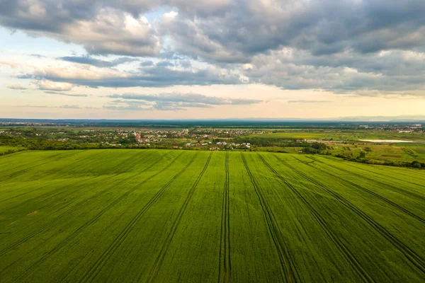 Luftaufnahme von grün bewirtschafteten landwirtschaftlichen Feldern mit wachsenden Pflanzen an hellen Sommertagen — Stockfoto
