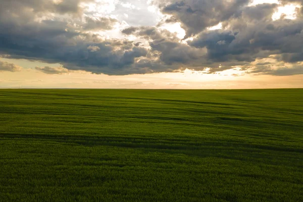 Vue aérienne du paysage des champs agricoles cultivés verts avec des cultures en croissance le soir d'été lumineux — Photo