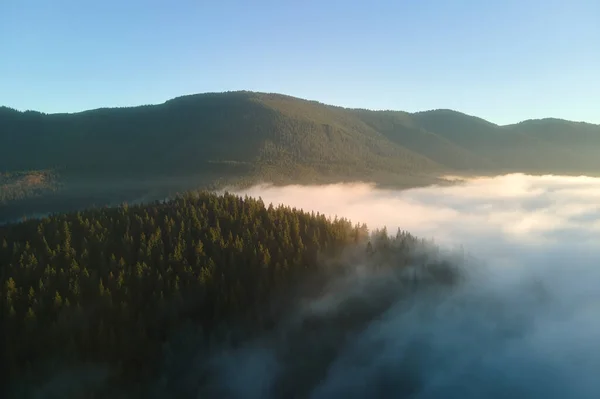 Vista aérea de paisajes increíbles con niebla oscura bosque de pinos de montaña al amanecer de otoño. Hermoso bosque salvaje con rayos brillantes de luz al amanecer —  Fotos de Stock
