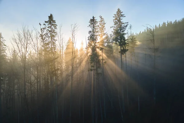 Widok z lotu ptaka jasno oświetlony promieniami słonecznymi mglisty ciemny las z sosnami w jesiennym wschodzie słońca. Niesamowite dzikie lasy o mglistym świcie. Koncepcja ochrony środowiska i przyrody — Zdjęcie stockowe