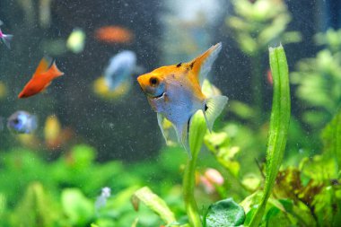 Derin mavi su akvaryumunda yeşil tropikal bitkilerle yüzen renkli egzotik balıklar.