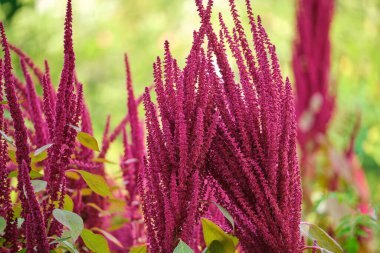 Yaz bahçesinde yetişen kırmızı kızılderili bitkisi. Yaprak sebze, tahıl ve süs bitkisi, protein ve amino asit kaynağı