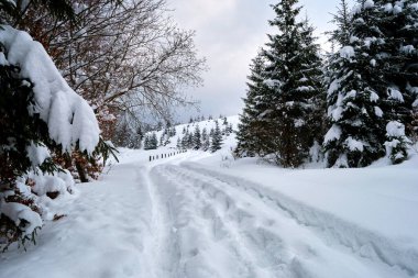 Soğuk ve kasvetli bir akşamda, kışın dağlık ormanda patika izleri ve çam ağaçları ile kaplanmış karlı bir manzara.