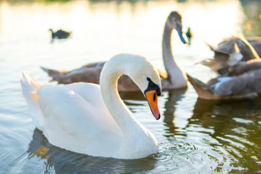 Yazın göl suyunda yüzen beyaz ve gri kuğular