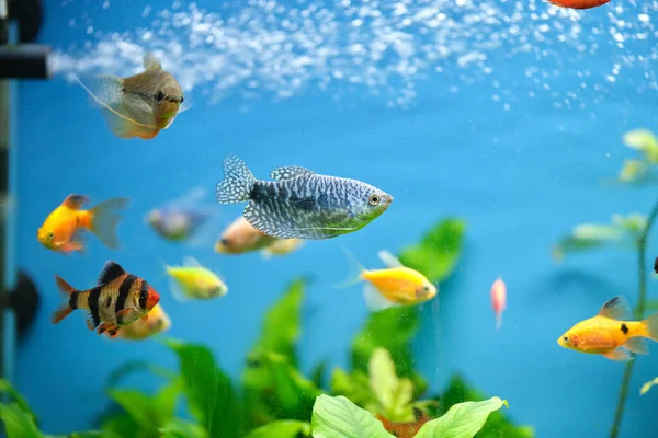 Bunte exotische Fische schwimmen im tiefblauen Aquarium mit grünen tropischen Pflanzen — Stockfoto
