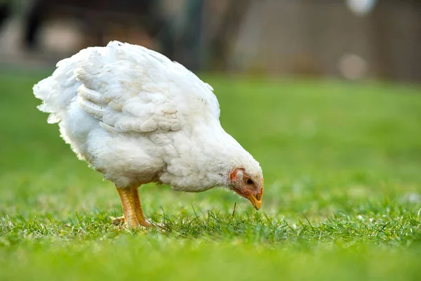 Курица питается традиционным сельским сараем. Закрыть кур, стоящих на амбарном дворе, зеленой травой. Концепция свободного птицеводства — стоковое фото