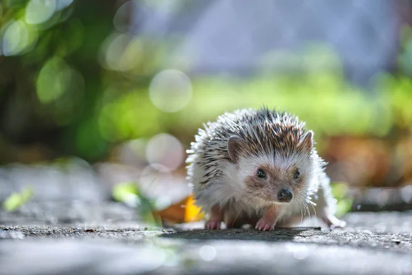 Pequeña mascota de erizo africano en hierba verde al aire libre en el día de verano. Mantener animales domésticos y cuidar el concepto de mascotas — Foto de Stock