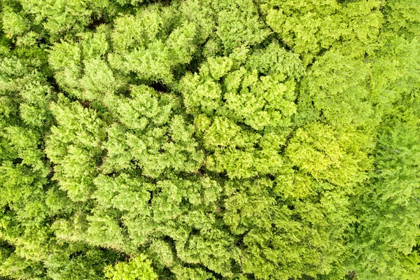 Vista aérea de arriba hacia abajo del verde bosque de verano con copas de muchos árboles frescos —  Fotos de Stock