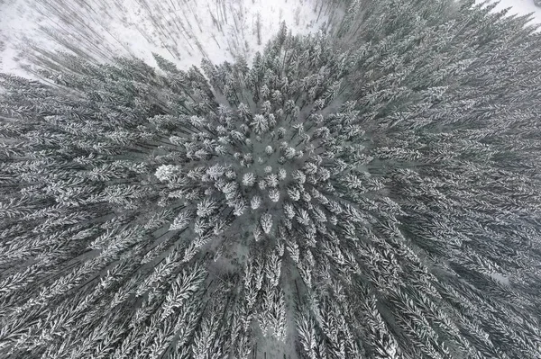 Vue aérienne du sommet vers le bas de la forêt de pins sempervirents couverte de neige après de fortes chutes de neige dans les bois de montagne d'hiver par temps froid et calme — Photo