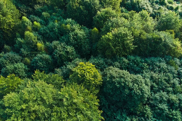 Vista aérea plana de cima para baixo da floresta exuberante escura com copas de árvores verdes no verão — Fotografia de Stock