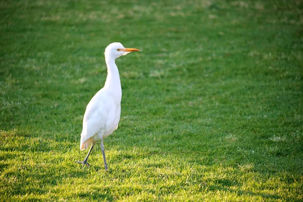 White cattle egret wild bird, also known as Bubulcus ibis walking on green lawn in summer — Stock Photo, Image