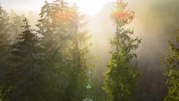 Aerial view of brightly illuminated with sunlight beams foggy dark forest with pine trees at autumn sunrise. Amazing wild woodland at misty dawn. Environment and nature protection concept — Stock Video