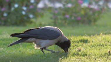 Yazın yeşil çimlerde yiyecek arayan kara karga kuşu.