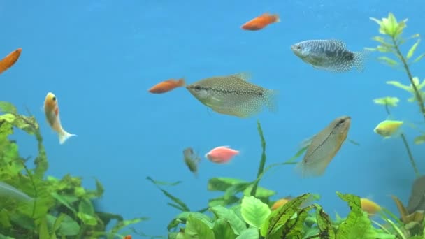 Színes egzotikus halak úsznak mélykék akváriumban zöld trópusi növényekkel — Stock videók