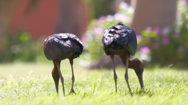夏に緑の芝生の上を歩くPlegadis falcinellusとしても知られる光沢のあるイビス野鳥 — ストック動画