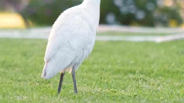 Dziki ptak, znany również jako Bubulcus ibis spacerujący latem po zielonym trawniku — Wideo stockowe