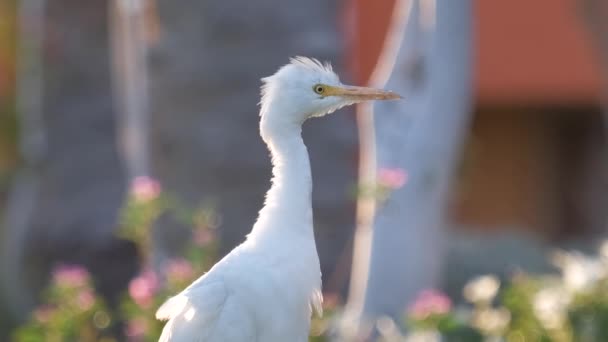 Vit boskap egret vild fågel, även känd som Bubulcus ibis promenader på grön gräsmatta på sommaren — Stockvideo