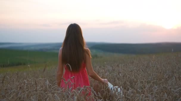 Young pretty woman in red summer dress standing on yellow farm field with ripe golden wheat enjoying warm evening — Stock Video
