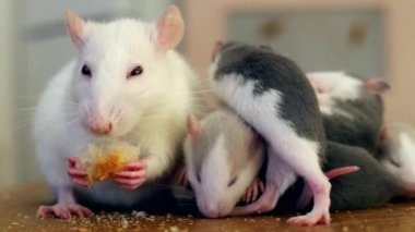 Evcil beyaz farenin ekmek yediği yakın plan.