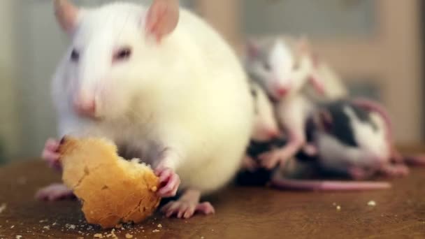Primo piano del ratto domestico bianco che mangia pane — Video Stock