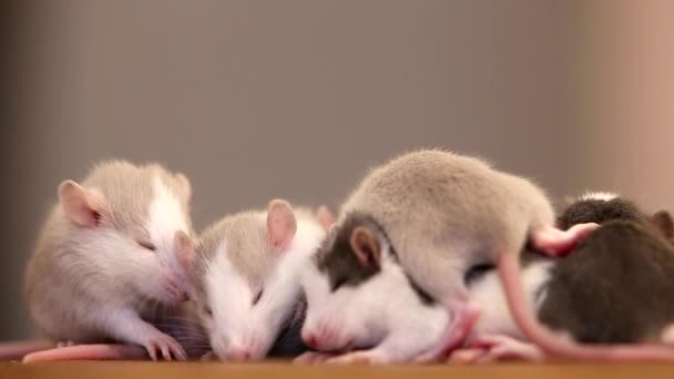 Крупним планом домашня біла тварина маленькі щури зігріваються разом . — стокове відео