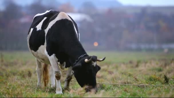 Vaca pastando en el prado con hierba verde en un día soleado — Vídeos de Stock