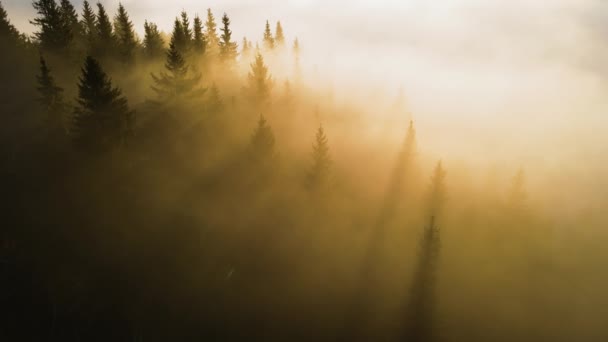 Flygfoto över fantastisk natur med dimmiga mörka fjällskogsträd vid soluppgången. Vackra vilda skogar med lysande strålar av ljus i gryningen — Stockvideo